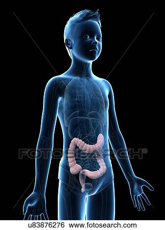 Stock Illustration - "Digestive system of a boy, illustration". Fotosearch