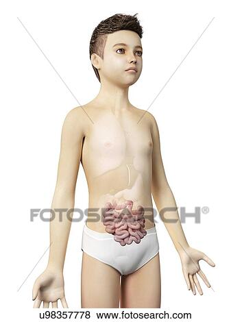 "Digestive system of a boy, illustration" View Large Illustration Stock Illustration - "Digestive system of a boy, illustration". Fotosearch