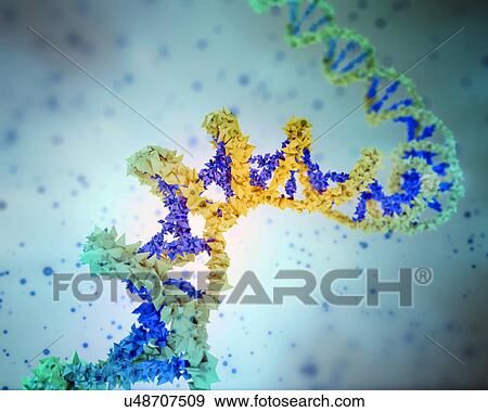 Stock Illustration - "DNA, illustration". Fotosearch