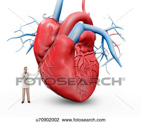 Drawing - "Doctor examining the heart, illustration". Fotosearch