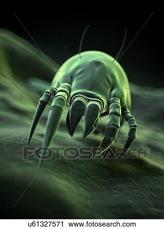 "Dust mite, illustration" View Large Illustration Clip Art - "Dust mite, illustration". Fotosearch