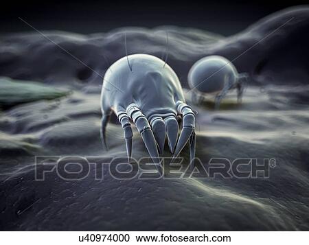 "Dust mite, illustration" View Large Illustration Clipart - "Dust mite, illustration". Fotosearch