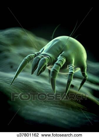Drawing - "Dust mite, illustration". Fotosearch