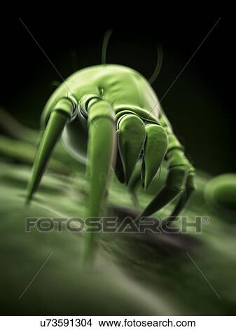 "Dust mite, illustration" View Large Illustration Stock Illustration - "Dust mite, illustration". Fotosearch