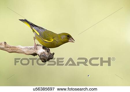 Stock Illustration - European Greenfinch (Carduelis chloris). Fotosearch