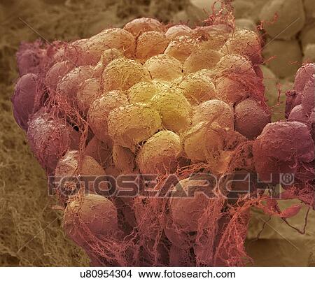 Stock Illustration - "Fat tissue, SEM". Fotosearch