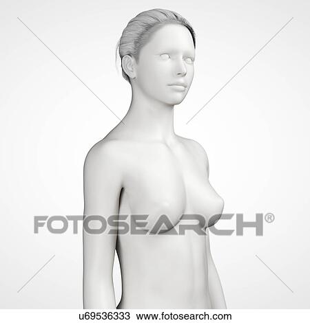 "Female anatomy, illustration" View Large Illustration Drawing - "Female anatomy, illustration". Fotosearch