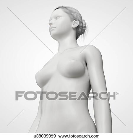 "Female anatomy, illustration" View Large Illustration Stock Illustration - "Female anatomy, illustration". Fotosearch