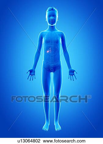 "Gall bladder of a boy, illustration" View Large Illustration Drawing - "Gall bladder of a boy, illustration". Fotosearch