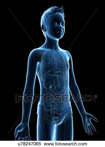 "Gall bladder of a boy, illustration" View Large Illustration Stock Illustration - "Gall bladder of a boy, illustration". Fotosearch