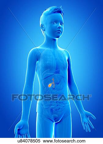 "Gall bladder of a boy, illustration" View Large Illustration Stock Illustration - "Gall bladder of a boy, illustration". Fotosearch