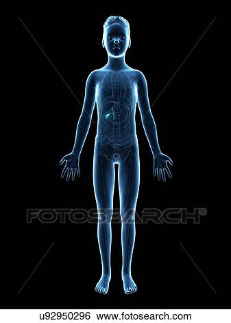 Stock Illustration - "Gallbladder of a boy, illustration". Fotosearch