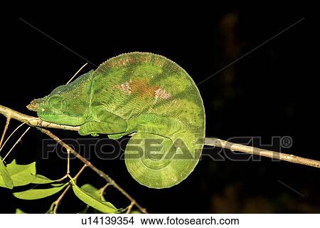 Stock Illustration - Globe-horned Chameleon (Calumma globifer). Fotosearch