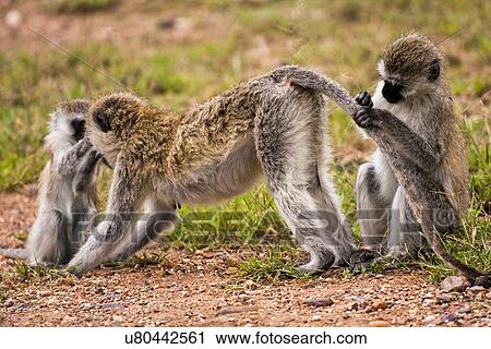 Grivet monkey (Chlorocebus aethiops) View Large Illustration Clip Art - Grivet monkey (Chlorocebus aethiops). Fotosearch