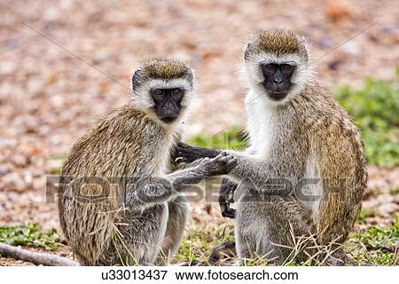 Stock Illustration - Grivet monkey (Chlorocebus aethiops). Fotosearch