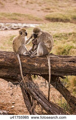 Grivet monkey (Chlorocebus aethiops) View Large Illustration Stock Illustration - Grivet monkey (Chlorocebus aethiops). Fotosearch