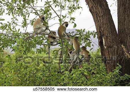 Grivet monkey (Chlorocebus aethiops) View Large Illustration Stock Illustration - Grivet monkey (Chlorocebus aethiops). Fotosearch