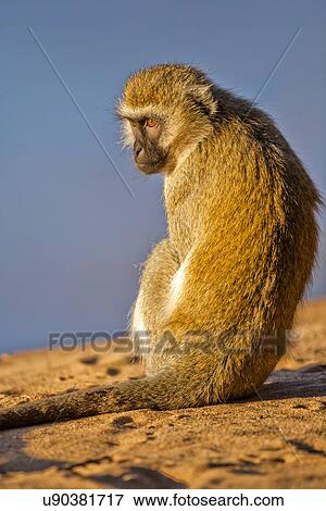 Grivet monkey (Chlorocebus aethiops) View Large Illustration Stock Illustration - Grivet monkey (Chlorocebus aethiops). Fotosearch