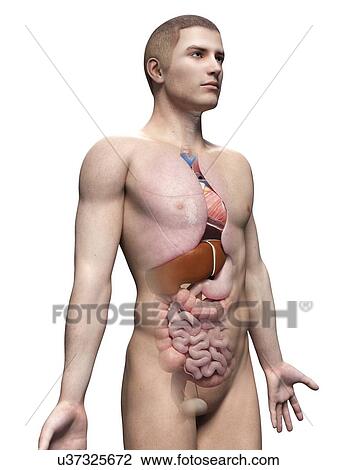 Drawing - "Human anatomy, illustration". Fotosearch