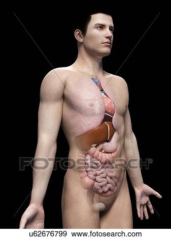 "Human anatomy, illustration" View Large Illustration Stock Illustration - "Human anatomy, illustration". Fotosearch