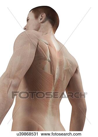 Clip Art - "Human back muscles, illustration". Fotosearch