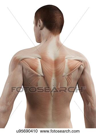 Clipart - "Human back muscles, illustration". Fotosearch