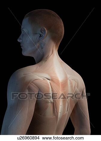 Stock Illustration - "Human back muscles, illustration". Fotosearch