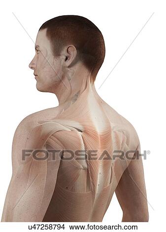 Stock Illustration - "Human back muscles, illustration". Fotosearch