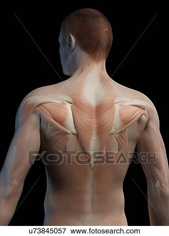 Stock Illustration - "Human back muscles, illustration". Fotosearch