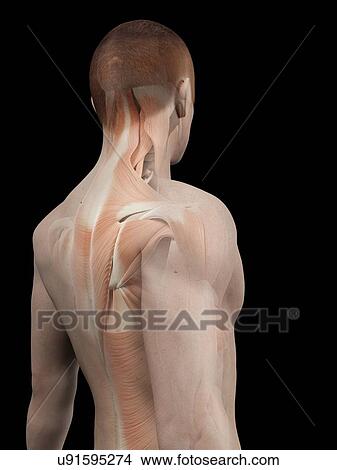 "Human back muscles, illustration" View Large Illustration Stock Illustration - "Human back muscles, illustration". Fotosearch