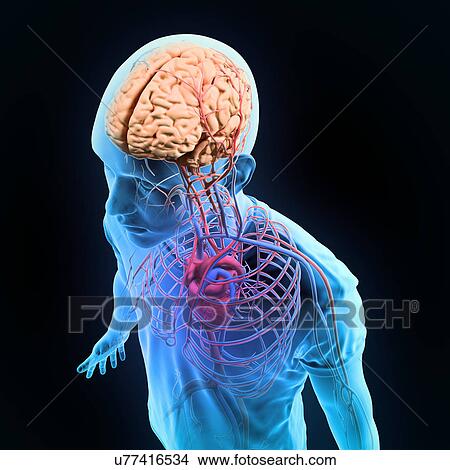 Human brain and nervous system View Large Illustration Stock Illustration - Human brain and nervous system. Fotosearch