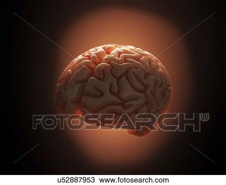 "Human brain, illustration" View Large Illustration Drawing - "Human brain, illustration". Fotosearch