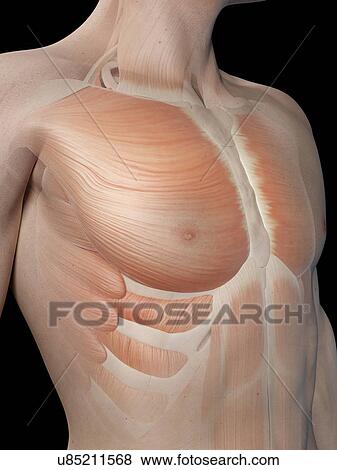 "Human chest muscles, illustration" View Large Illustration Stock Illustration - "Human chest muscles, illustration". Fotosearch
