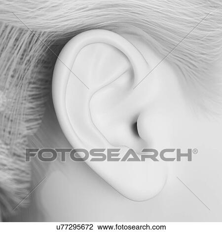 Drawing - "Human ear, illustration". Fotosearch