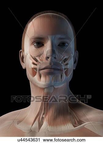 Clip Art - "Human facial muscles, illustration". Fotosearch