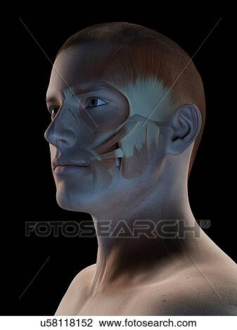 "Human facial muscles, illustration" View Large Illustration Drawing - "Human facial muscles, illustration". Fotosearch