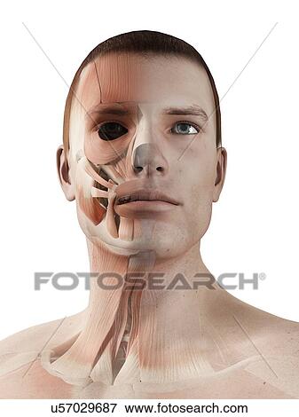"Human facial muscles, illustration" View Large Illustration Stock Illustration - "Human facial muscles, illustration". Fotosearch