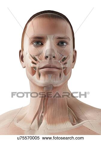 "Human facial muscles, illustration" View Large Illustration Stock Illustration - "Human facial muscles, illustration". Fotosearch
