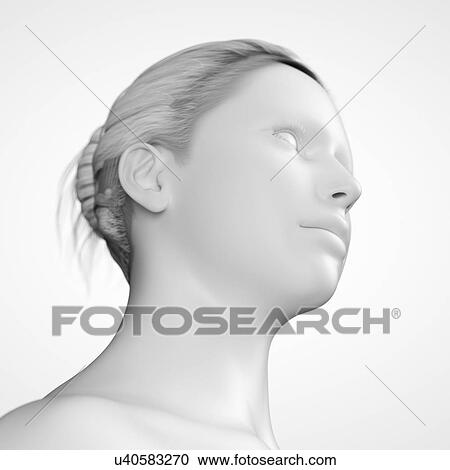 Clipart - "Human head, illustration". Fotosearch