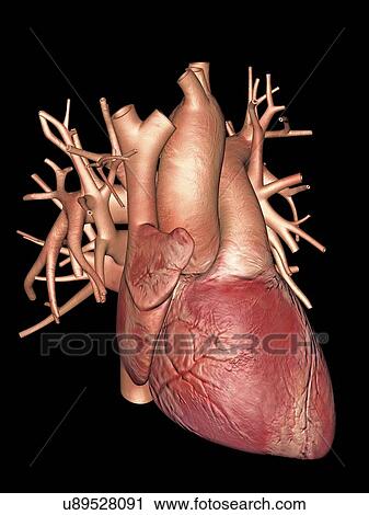 Clip Art - "Human heart, artwork". Fotosearch
