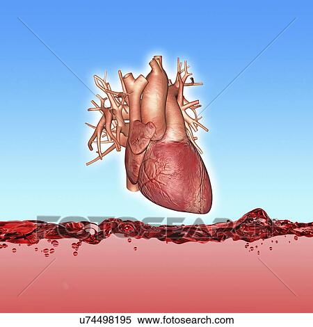 "Human heart, artwork" View Large Illustration Stock Illustration - "Human heart, artwork". Fotosearch