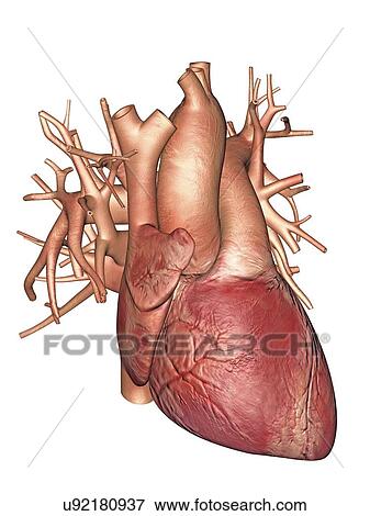 Stock Illustration - "Human heart, artwork". Fotosearch