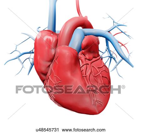 "Human heart, illustration" View Large Illustration Clip Art - "Human heart, illustration". Fotosearch
