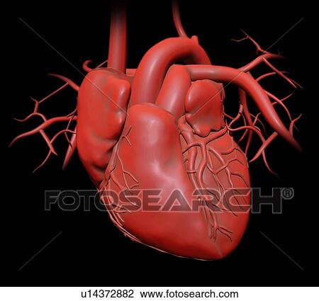 Drawing - "Human heart, illustration". Fotosearch