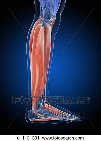 Clip Art - "Human leg muscles, illustration". Fotosearch