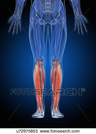 Drawing - "Human leg muscles, illustration". Fotosearch