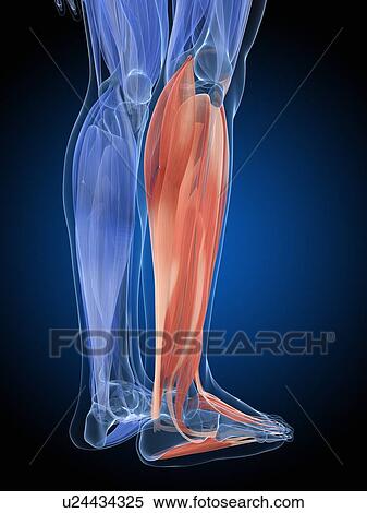 "Human leg muscles, illustration" View Large Illustration Stock Illustration - "Human leg muscles, illustration". Fotosearch