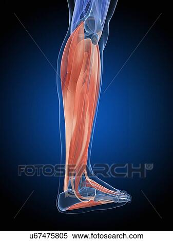 Stock Illustration - "Human leg muscles, illustration". Fotosearch