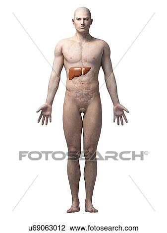 "Human liver, illustration" View Large Illustration Drawing - "Human liver, illustration". Fotosearch