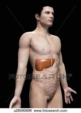 Stock Illustration - "Human liver, illustration". Fotosearch